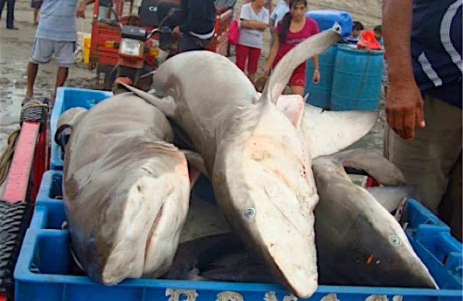 Tiburones cazados en la caleta San José. Fotografía: Adriana González-Pestana.