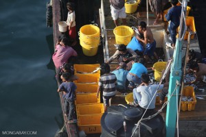 Sorting fish on a Malaysian fishing boat. Photo credit: Rhett Butler.