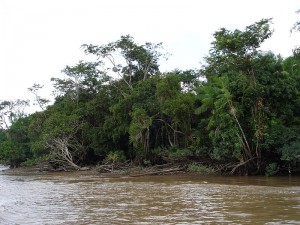 The Amazon River and its tributaries carry heavy loads of sediment and nutrients, which the streams deliver to the surrounding landscape when floodwaters jump riverbanks and flow into rainforests. Photo by Chico75 licensed under the terms of the GNU Free Documentation License, Version 1.2.