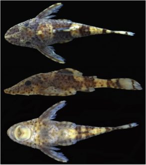 Parotocinclus variola, a new species of catfish from the Amazon Basin in Colombia. The photograph shows the holotype — the specimen on which the scientific description of a species is based. This individual is a male. Photo by Pablo Lehmann.