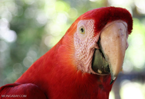 Wildlife like this scarlet macaw thrive in unfragmented Amazon forests. The loss of forests leads to major declines in biodiversity. Photo by Rhett Butler