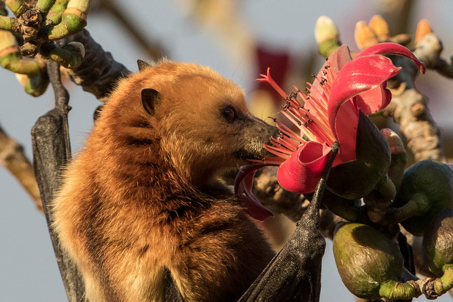 Mauritius fruit bats play an important role in the ecosystem - they are important pollinators and help disperse seeds. Photo by Photo by Jacques de Speville.