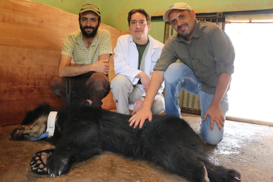 Oso de anteojos: En la fotografía se ve al oso "Yumbo" que fue rescatado y liberado en el sector del Noroccidente de Quito. En la fotografía se le ve con el collar que contiene un rastreador satelital que permite monitorearlo y garantizar su supervivencia. Cortesía: Max Araujo/ Asistente de Proyectos de la Fundación Zoológica. 