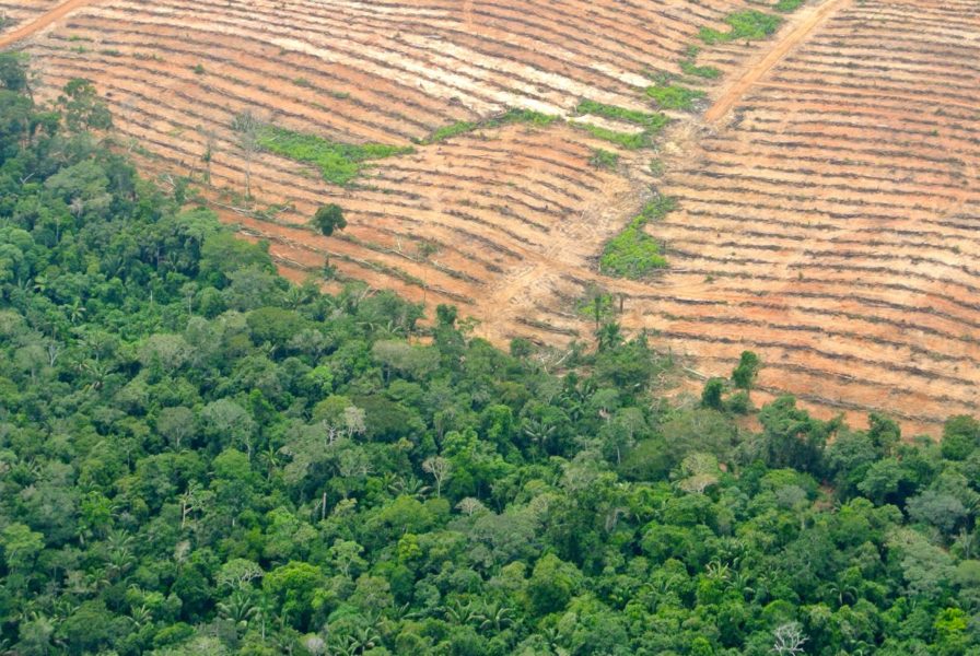 Ucayali Plantation. Photo courtesy of the Forest Peoples Programme.
