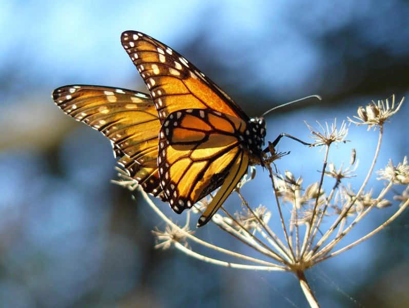 Two environmental groups have petitioned with the US FWS to list the monarch butterfly as Threatened under the Endangered Species Act. Photo by docentjoyce / Wikimedia Commons