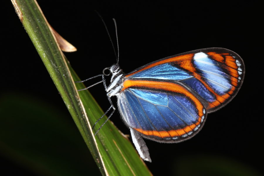 Clearwing (Oleria species). Photo by Mileniusz Spanowicz / WCS.
