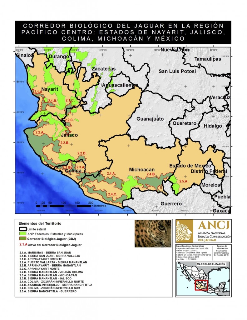 De no ser por las amenazas que enfrentan, los jaguares podrían recorrer grandes extensiones del territorio mexicano que irían desde Sonora, cerca de la frontera con Estados Unidos, hasta Chiapas en la frontera sur con Guatemala. Mapa cortesía de la Alianza Nacional para la Conservación del Jaguar.