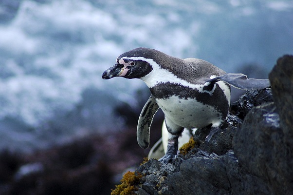 Un pingüino de Humboldt en el Mar Pacífico Tropical. Foto cortesía de SERNANP.