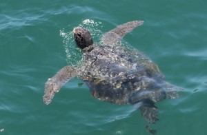 Una tortuga marina que habita en el Mar Pacífico Tropical peruano. Foto cortesía de SERNANP.