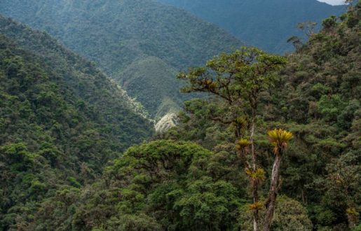En el área de conservación privada “Bosques Montanos y Páramos Chicuate-Chinguelas” habitan la flora y fauna de la sierra y selva peruanas. (Fotografía: Naturaleza y cultura)