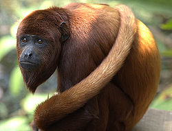 El mono aullador es una de las especies protegidas por la nueva área de conservación privada en la provincia de Huancabamba. (Fotografía: Wikipedia)