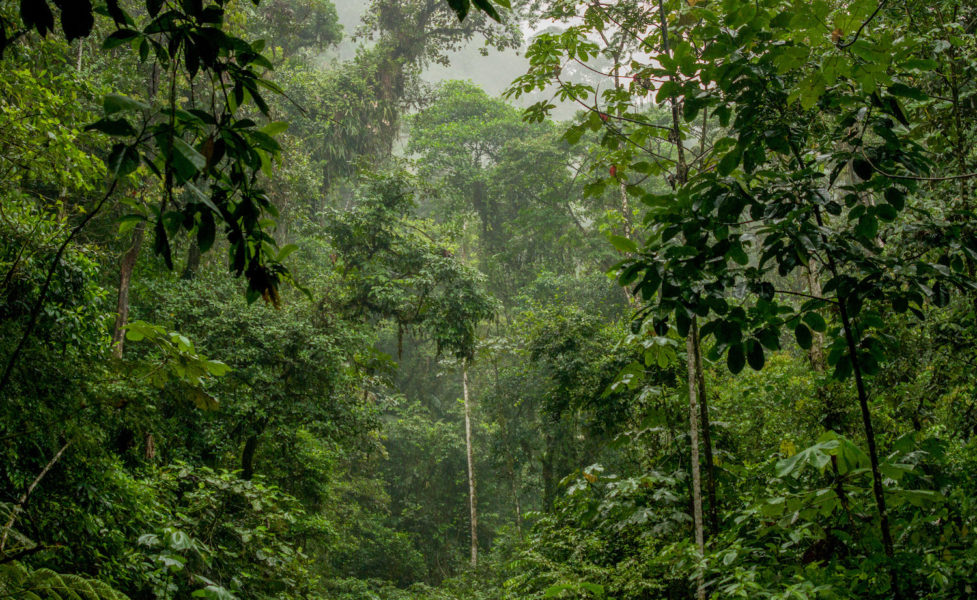Ikiam está ubicada en el corazón de la Amazonía ecuatoriana, a unos pocos kilómetros de la Reserva Biológica Colonso Chalupas. Foto: Martín Bustamante.