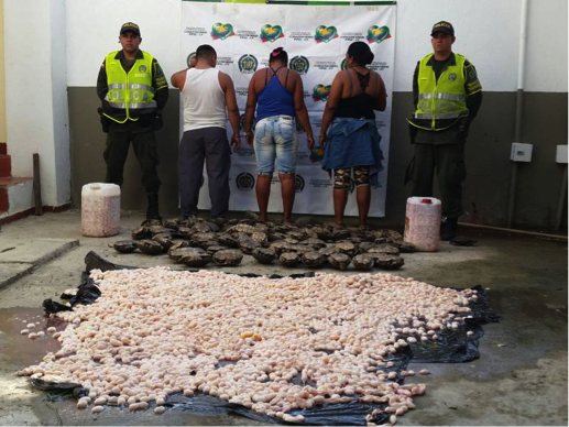 Decomiso de 50 000 huevos de Iguana. Foto: Cortesía de la Policía de Bolívar.