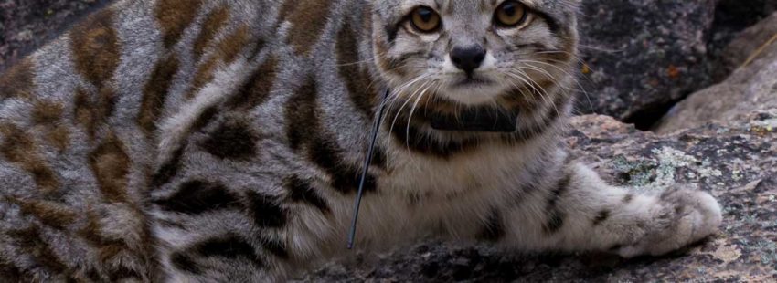 Encontrar a Jacobo: un gato andino cautiva a los conservacionistas