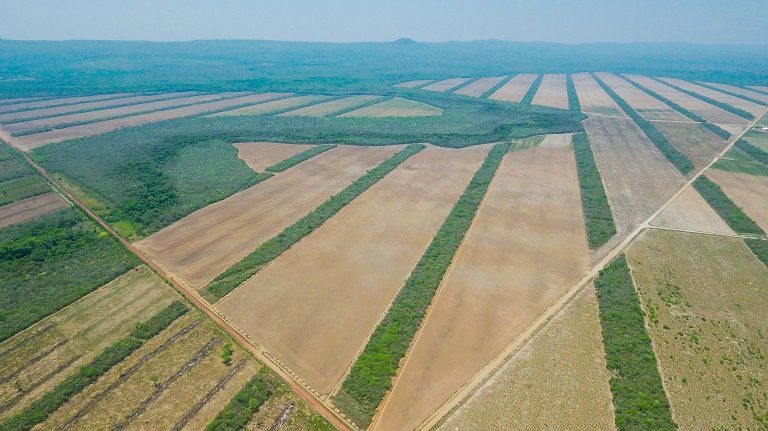 La producción actual de soya en Bolivia supera el millón de toneladas. Foto: Jim Wickens / Ecostorm.