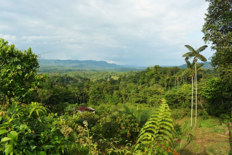 Como Estan Protegiendo Los Bosques Del Choco Ecuatoriano Tres