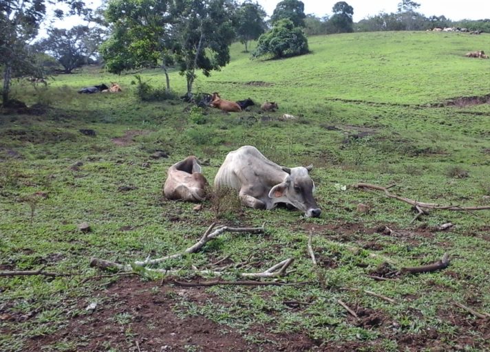 Pese a que la ganadería es uno de los principales rubros de la economía de Nicaragua, su nivele de producción no se caracteriza por ser óptimo. Foto: Wilder Pérez R.
