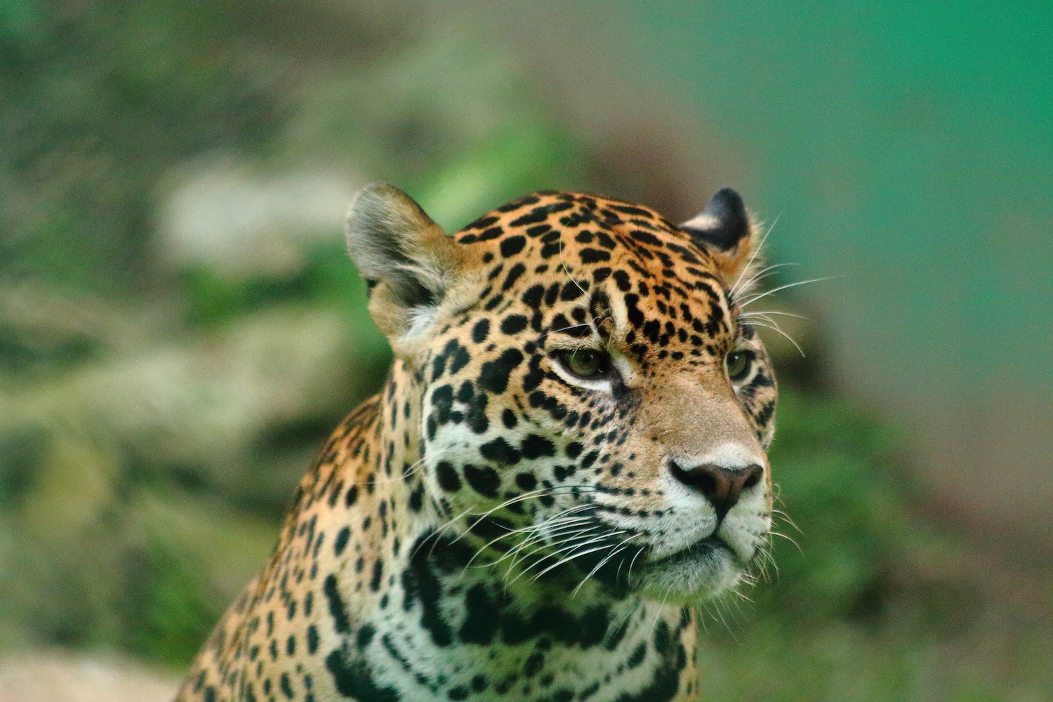 Jaguares En Peligro Un Estudio Revela Que Su Estado De