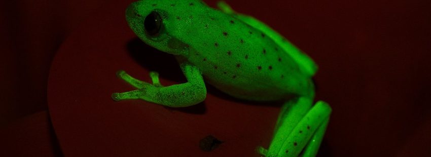 Descubren la primera rana fluorescente del mundo