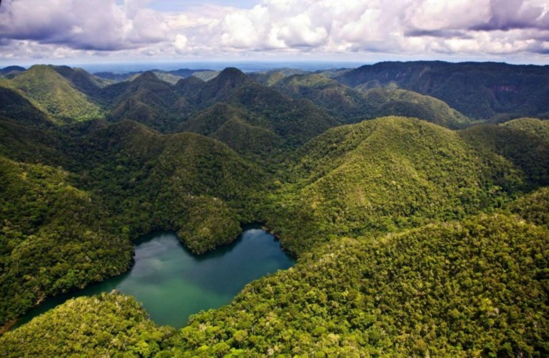 Bosques amazónicos en el Parque Nacional Sierra del Divisor. Foto: Sernanp.